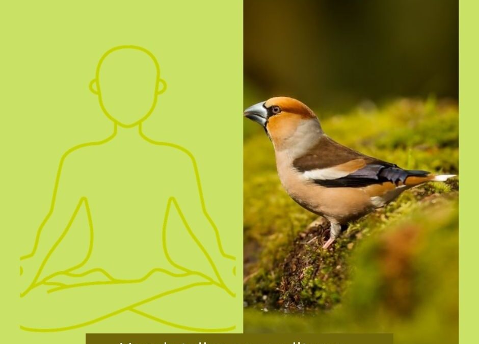 De overeenkomst tussen de nationale tuinvogeltelling en mediteren
